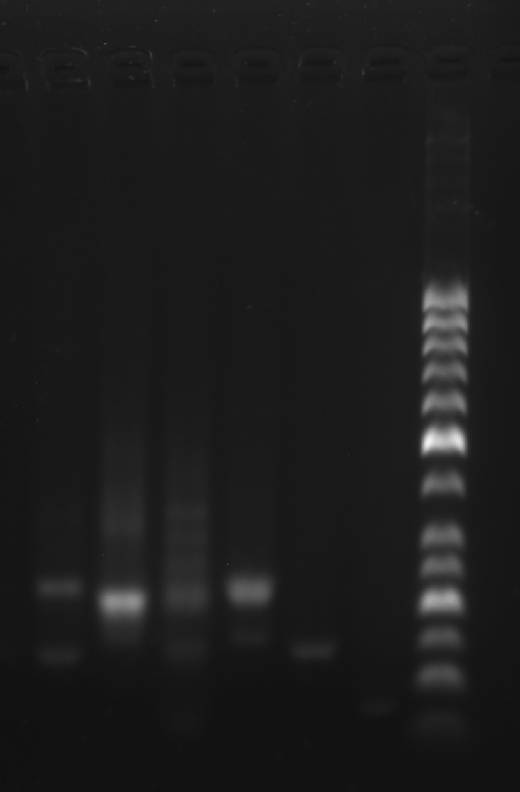 image-20251009004953291