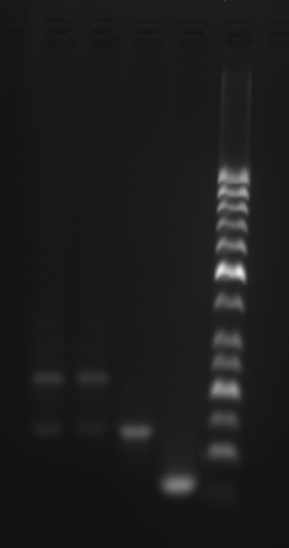 image-20251009005140035