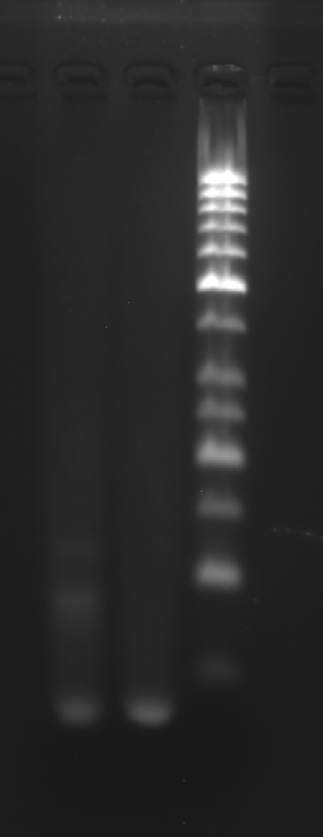 image-20251009011439543